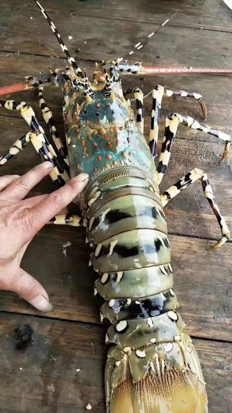 活冻大花龙