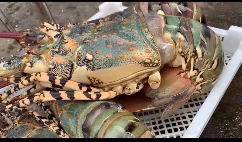 活冻大花龙