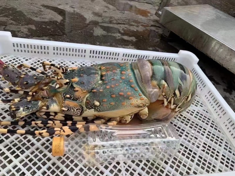 活冻大花龙