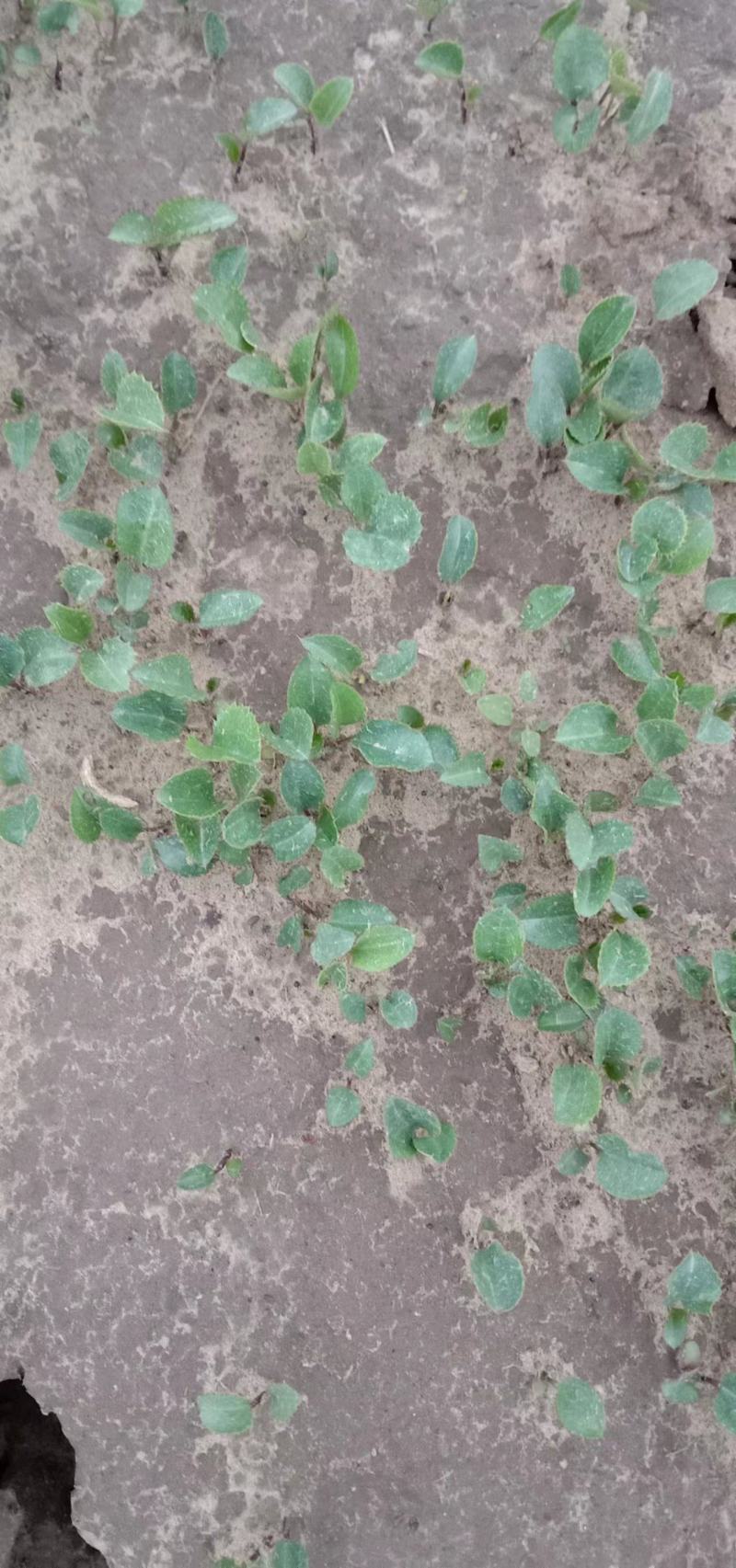 苍术，及苍术苗