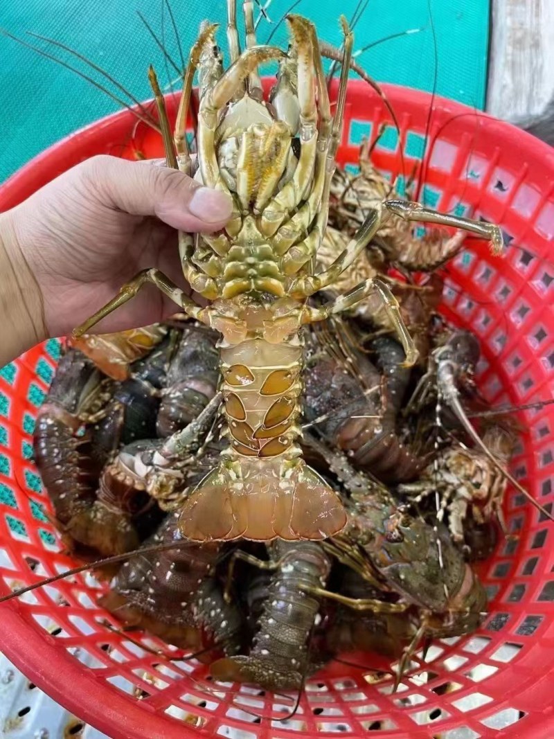活冻小青龙