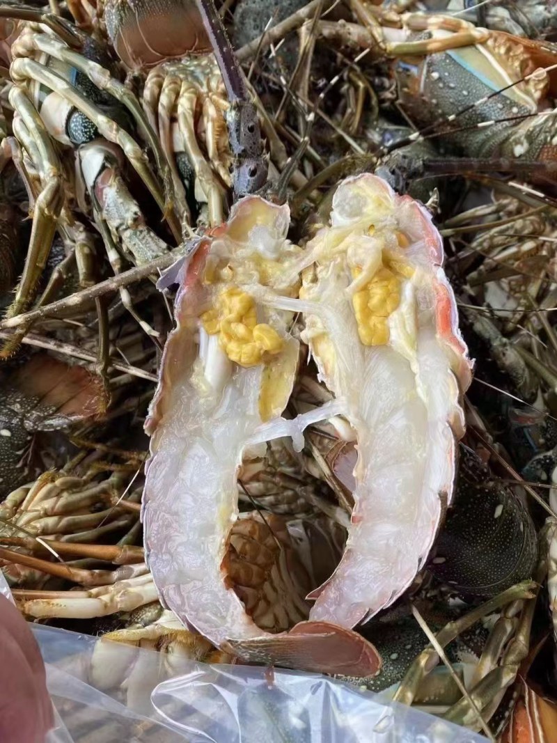活冻小青龙