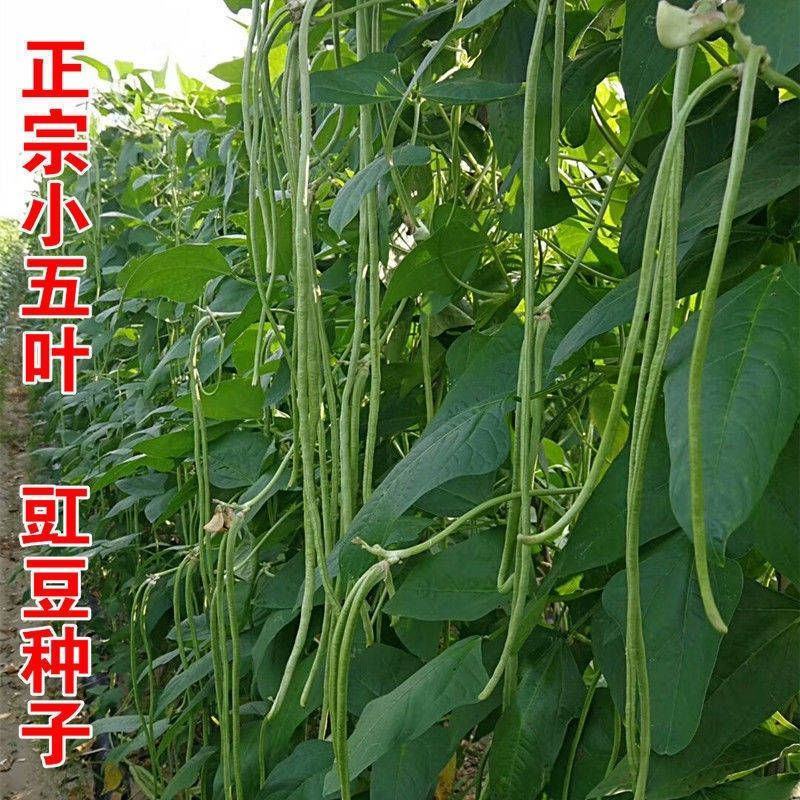 袁豇小五叶长豇豆种子浅绿荚早熟长豆角种籽春秋播种耐寒抗病
