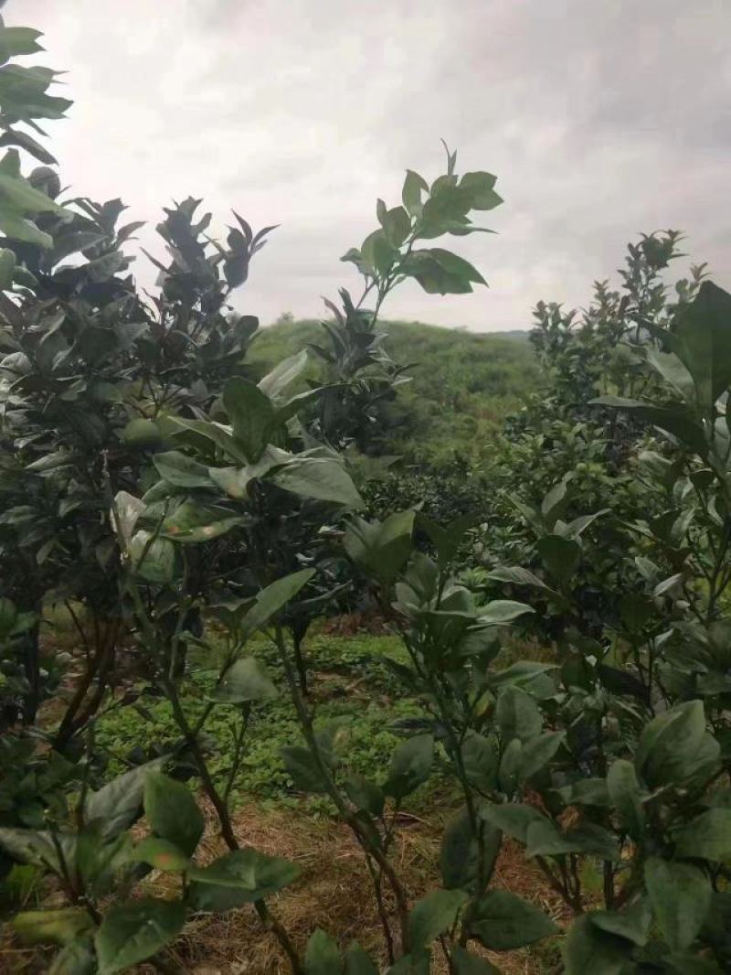 广西来宾土地流转