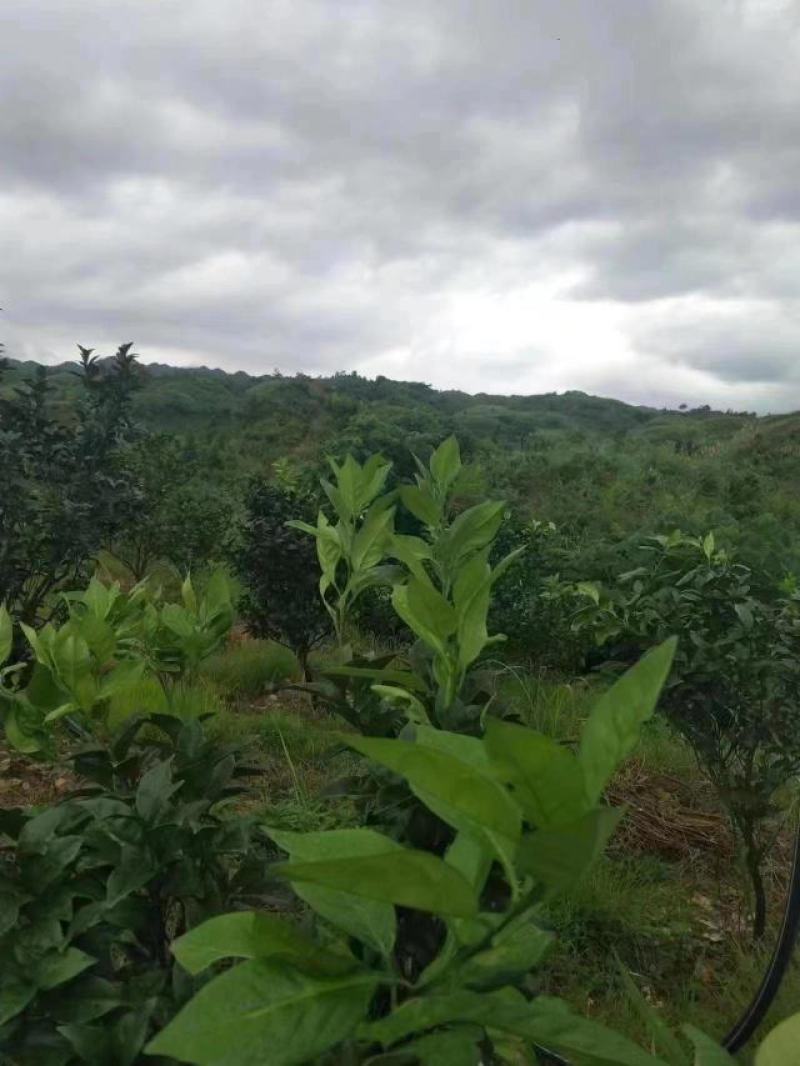 广西来宾土地流转