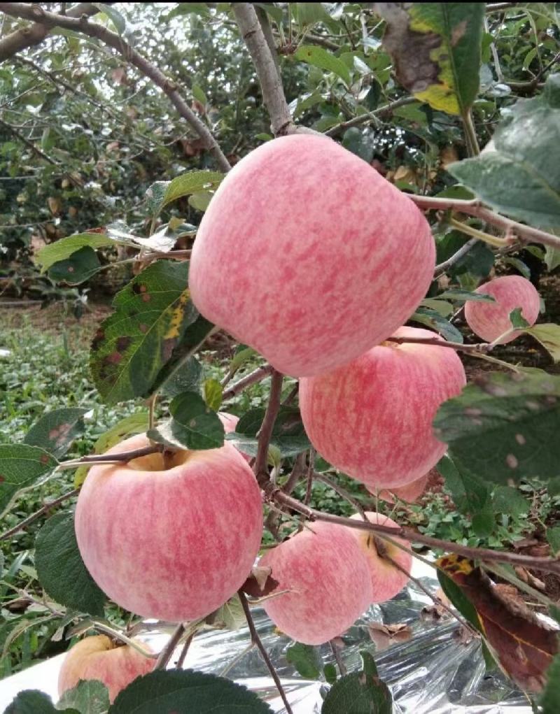 昭通1O8苹果