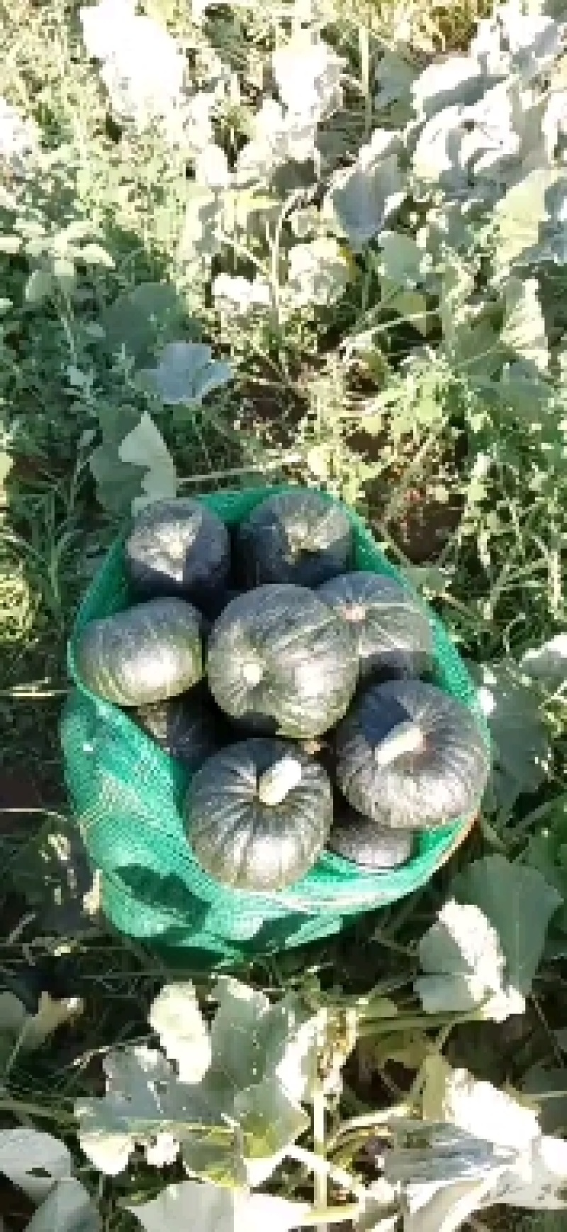 中国薯都乌兰察布贝贝南瓜