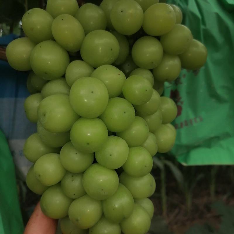 阳光玫瑰