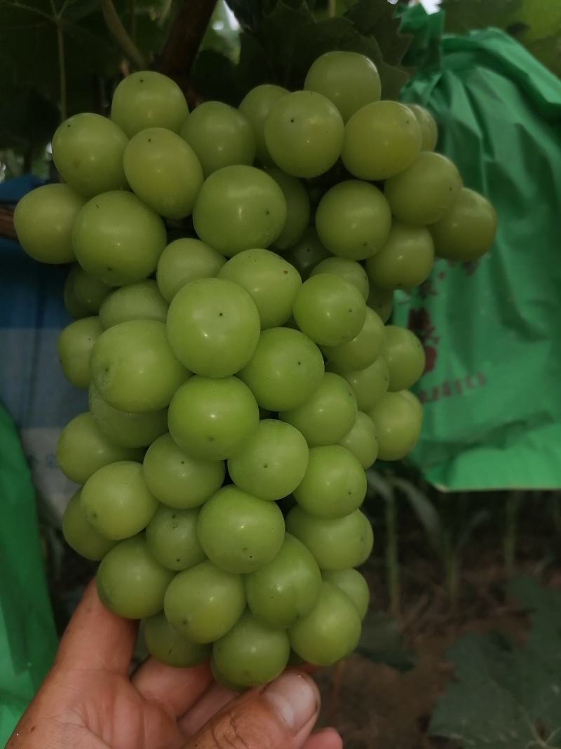 阳光玫瑰