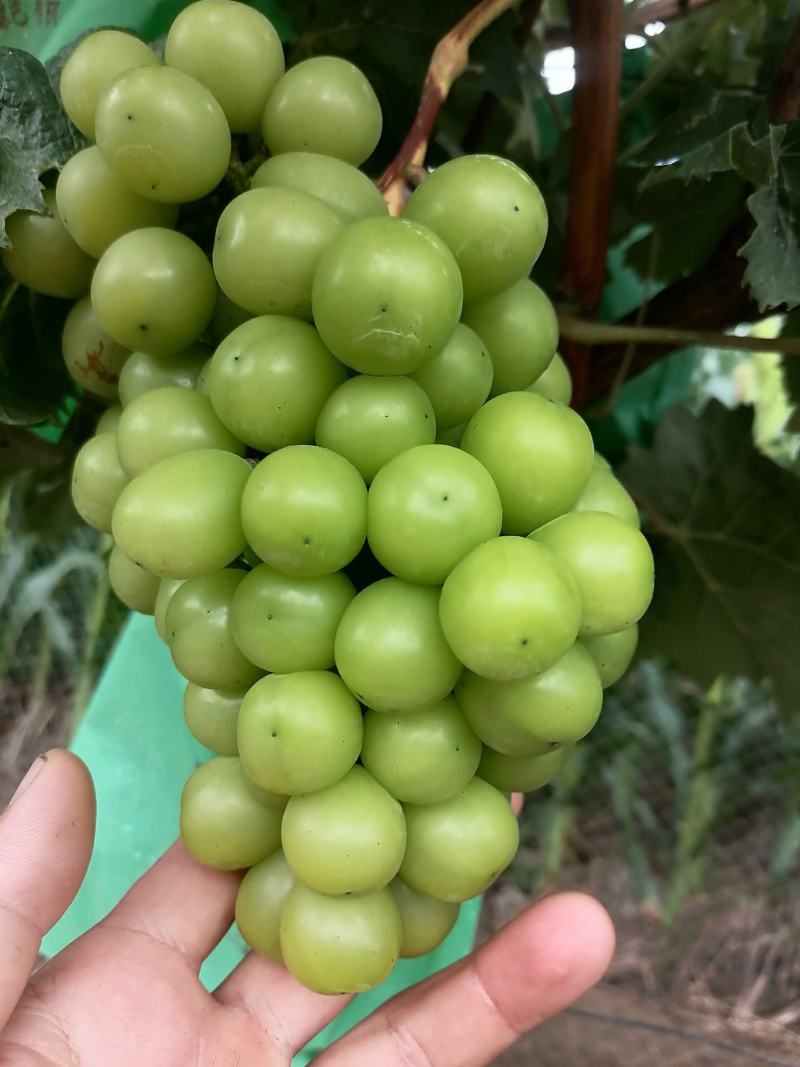 阳光玫瑰