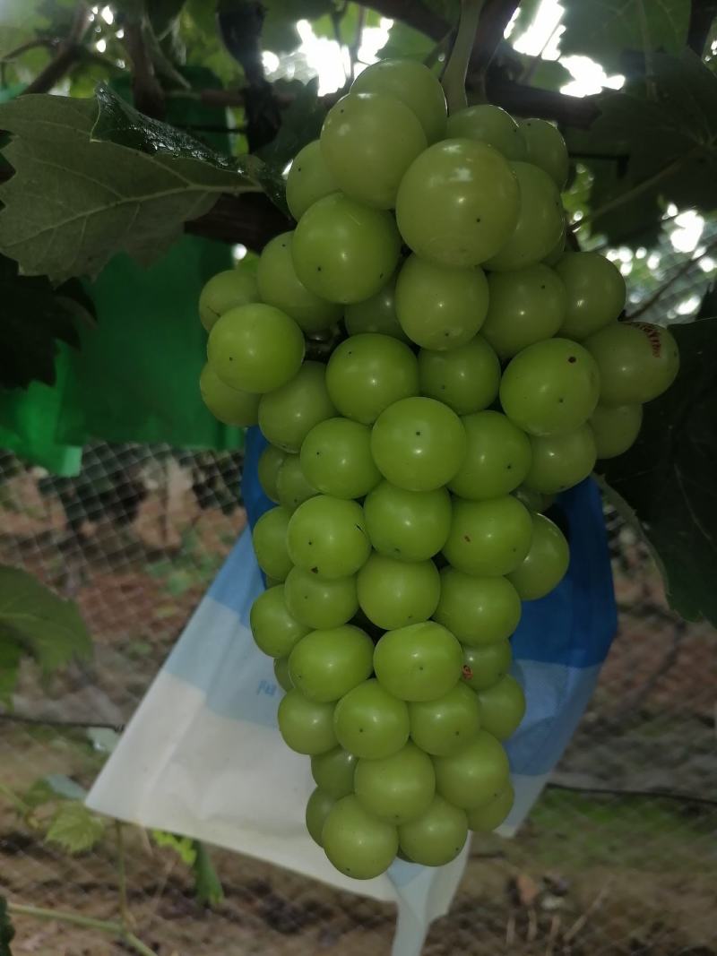 阳光玫瑰