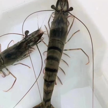 黑虎虾