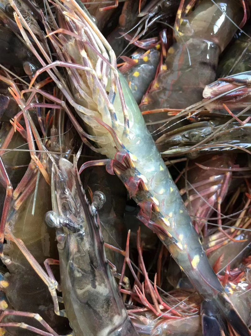 黑虎虾