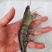 黑虎虾