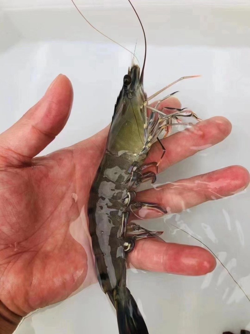 黑虎虾