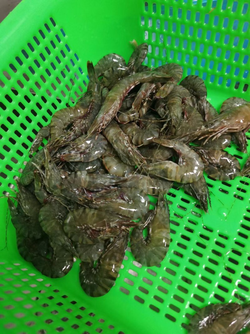 黑虎虾