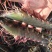 黑虎虾