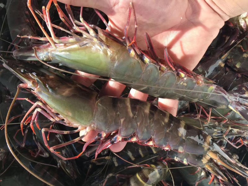 黑虎虾