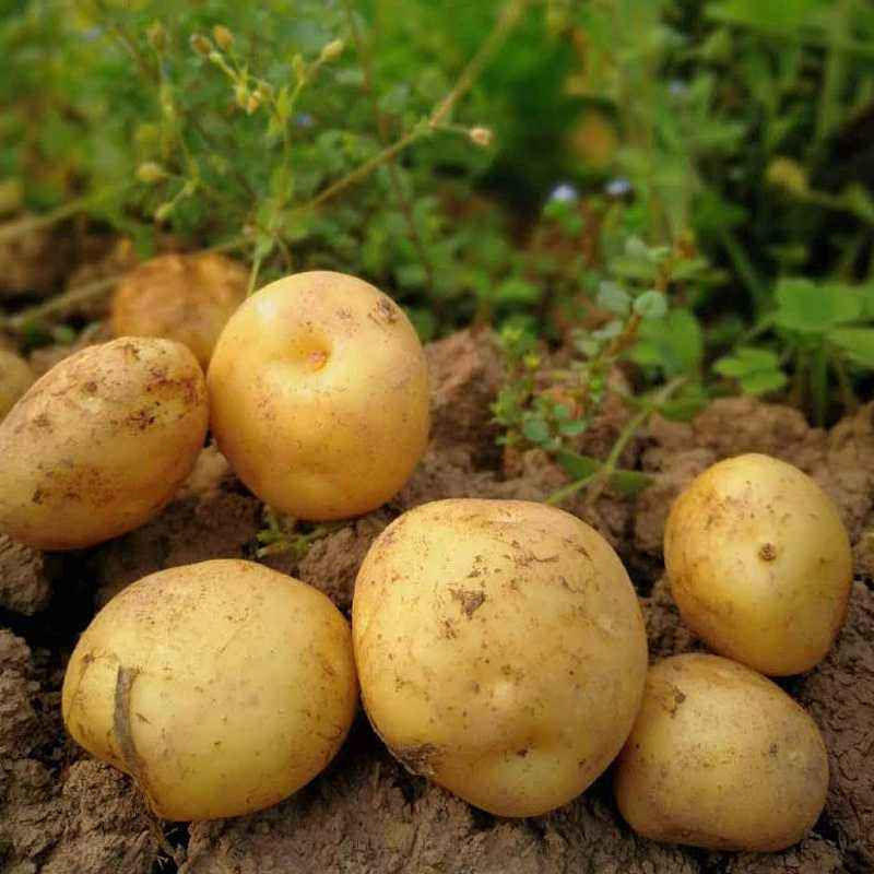 【推荐】云南精品黄心土豆，一手货源，品质保障，可实地看货