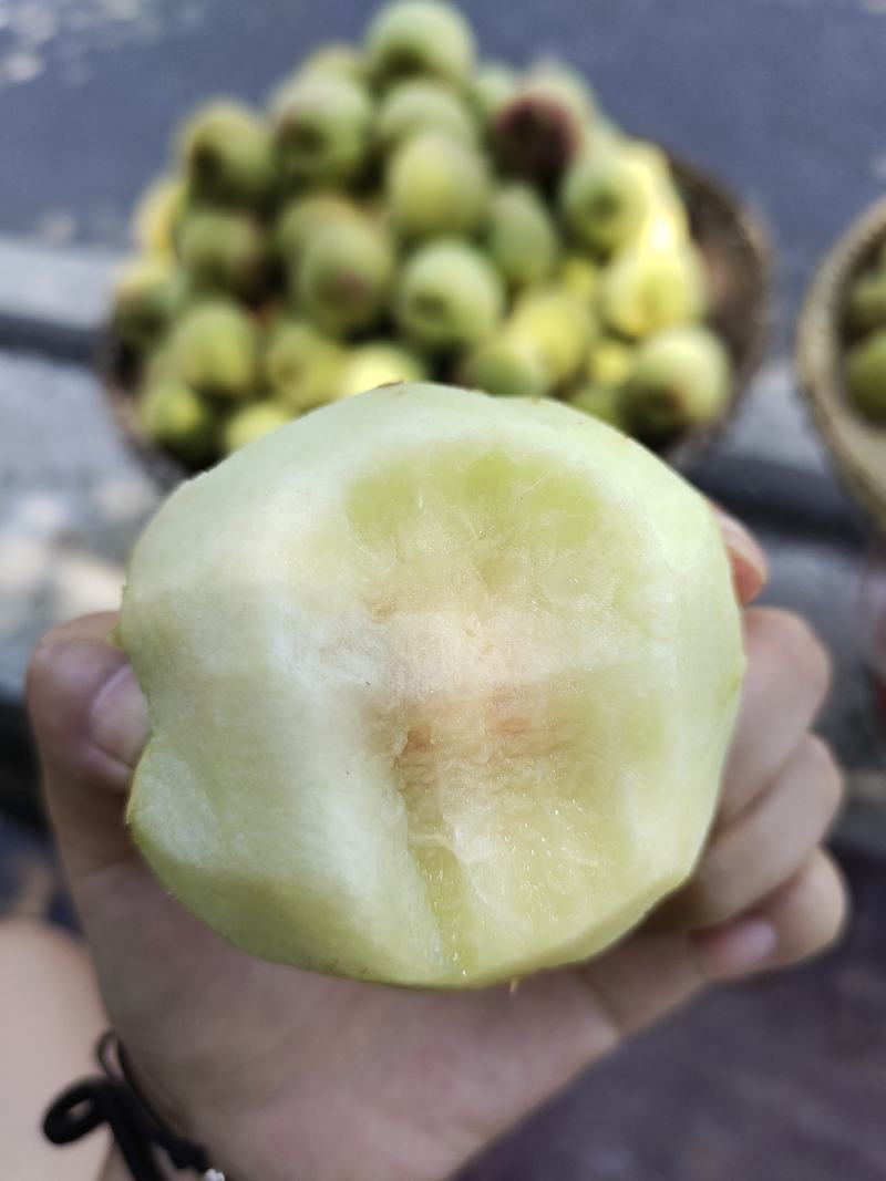 鹰嘴蜜桃，纯甜无酸，高海拔甜度高，刚来园，果子很漂亮，需