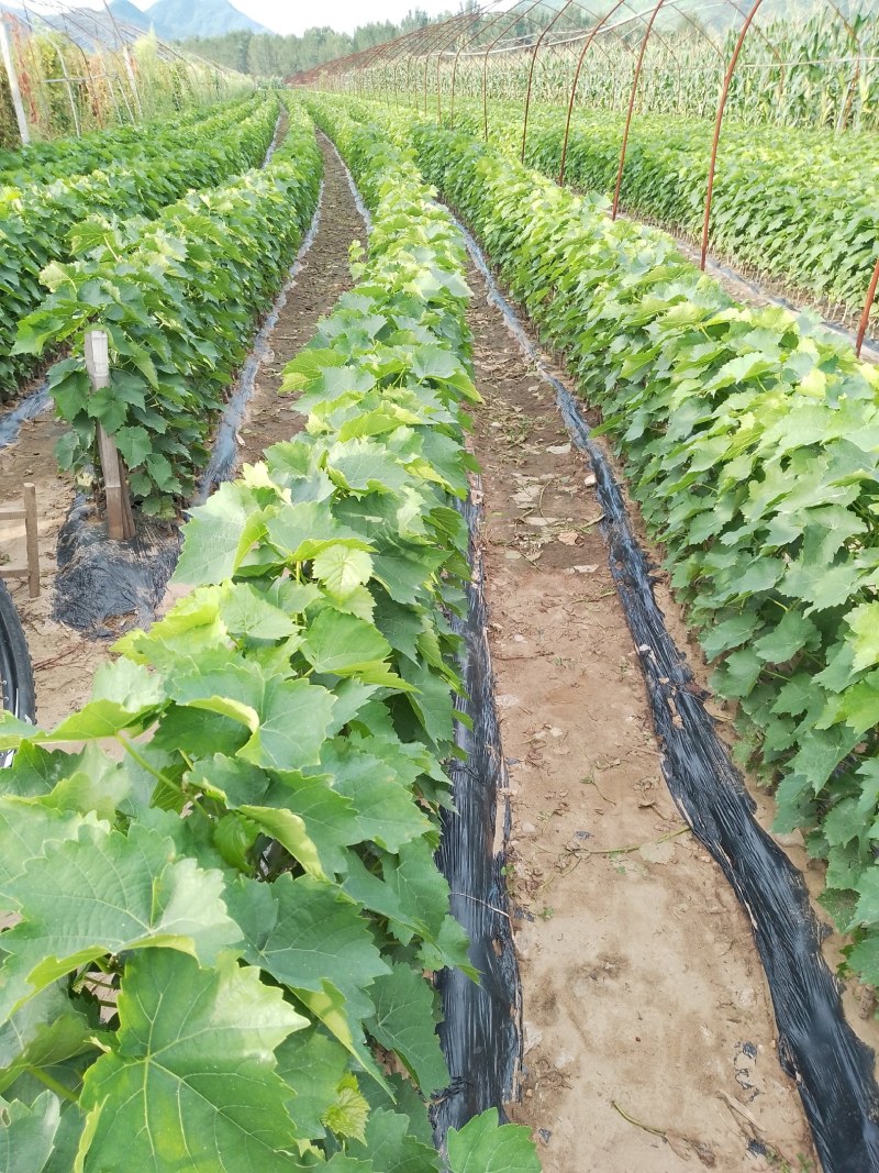 酿酒葡萄苗夏季管理结束有用的提前联系，质量好价格合理品种