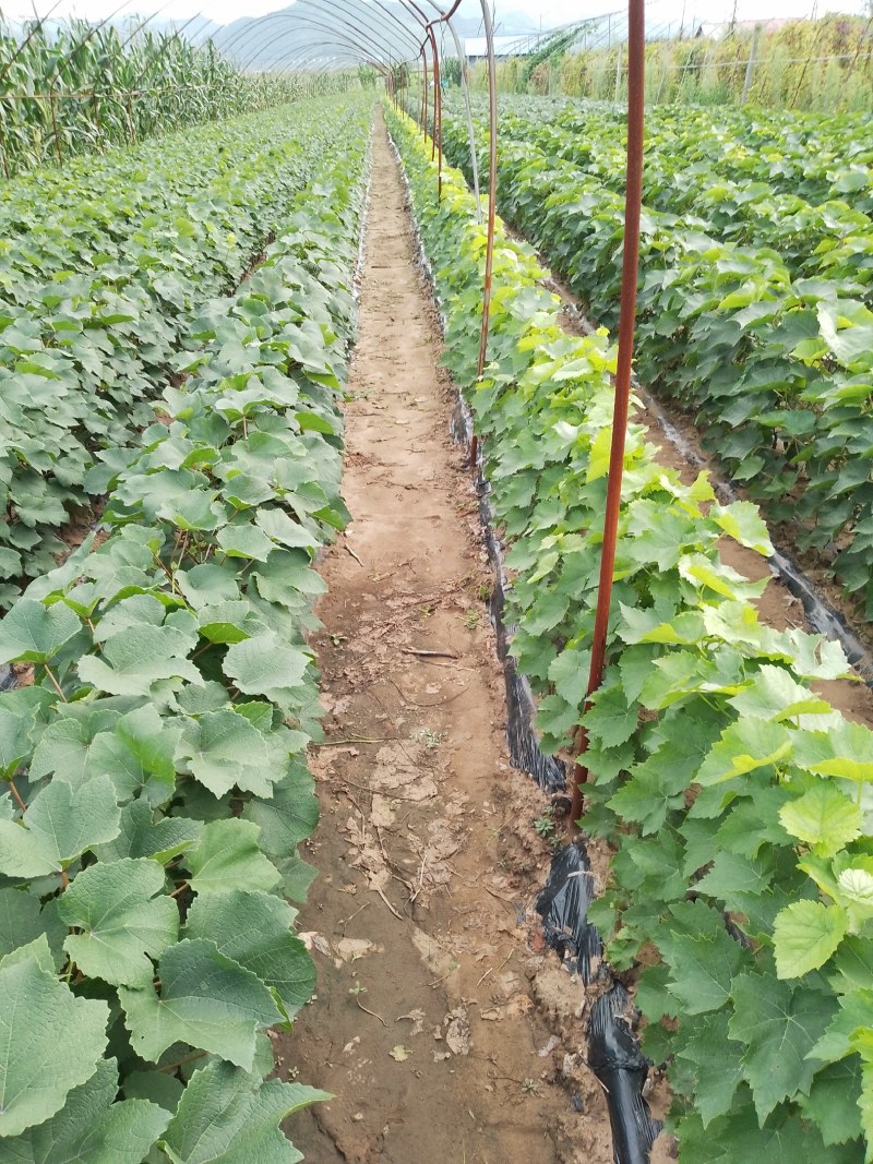 酿酒葡萄苗夏季管理结束有用的提前联系，质量好价格合理品种