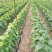 酿酒葡萄苗夏季管理结束有用的提前联系，质量好价格合理品种