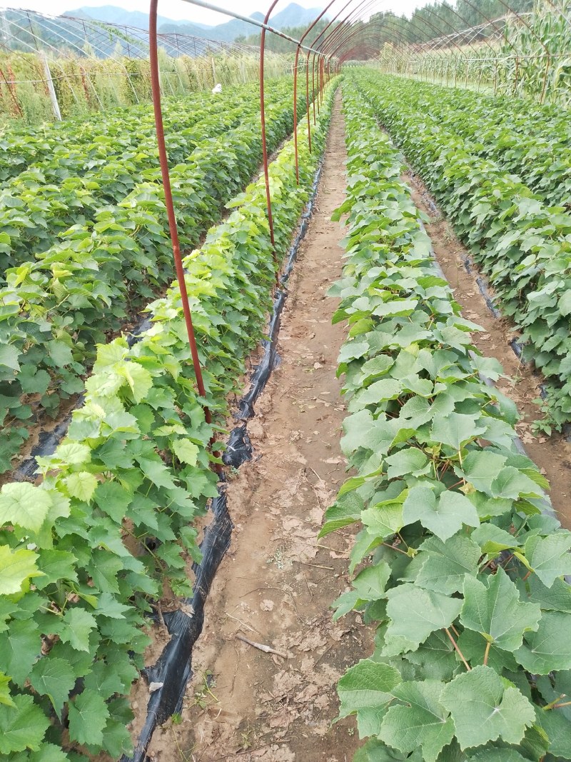 酿酒葡萄苗夏季管理结束有用的提前联系，质量好价格合理品种