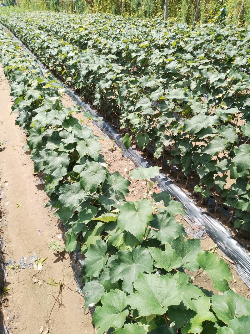 酿酒葡萄苗夏季管理结束有用的提前联系，质量好价格合理品种