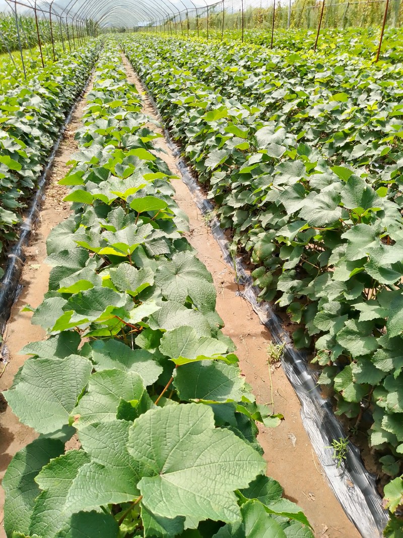 酿酒葡萄苗夏季管理结束有用的提前联系，质量好价格合理品种