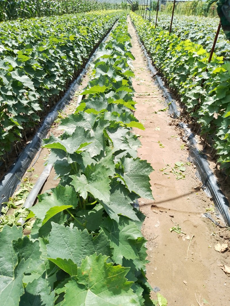 酿酒葡萄苗夏季管理结束有用的提前联系，质量好价格合理品种