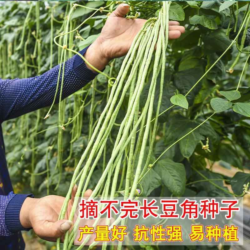 农瑞宝长豇豆种籽春夏秋季大田高产厚肉长豆角种子翠绿油亮蔬