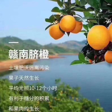 正宗赣南脐橙大宗批发一手货源果园直采可视频看货