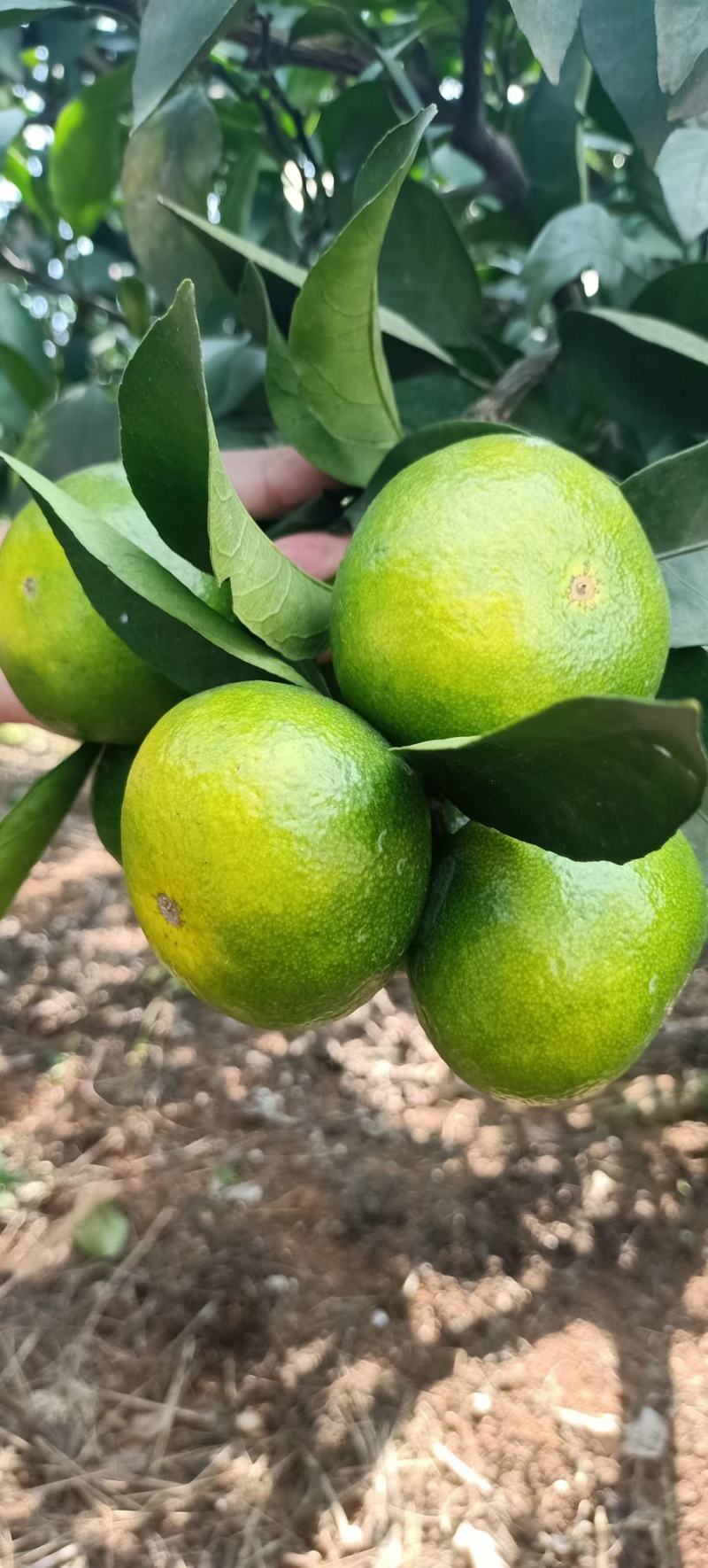 广西特早蜜橘大芬大量上市55起步皮薄化渣