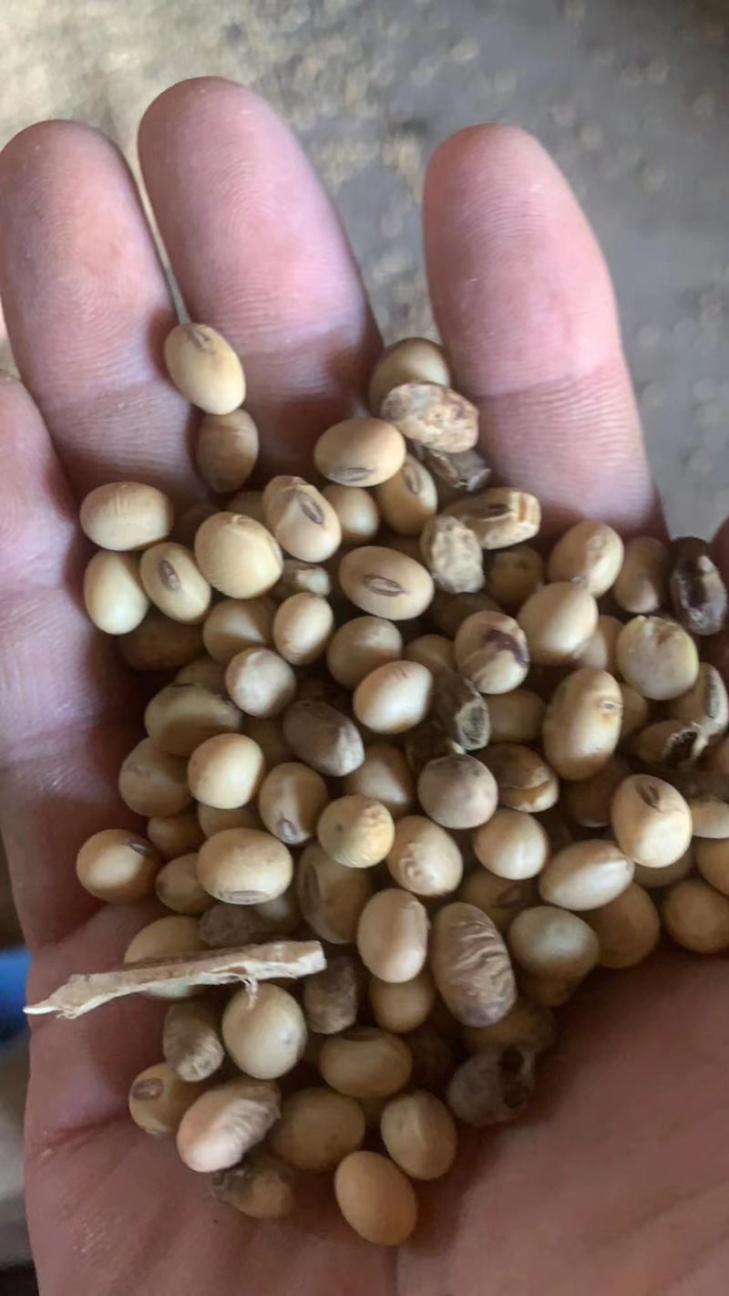 微生物菌剂发酵大豆，农作物有机肥，果树，草莓专用