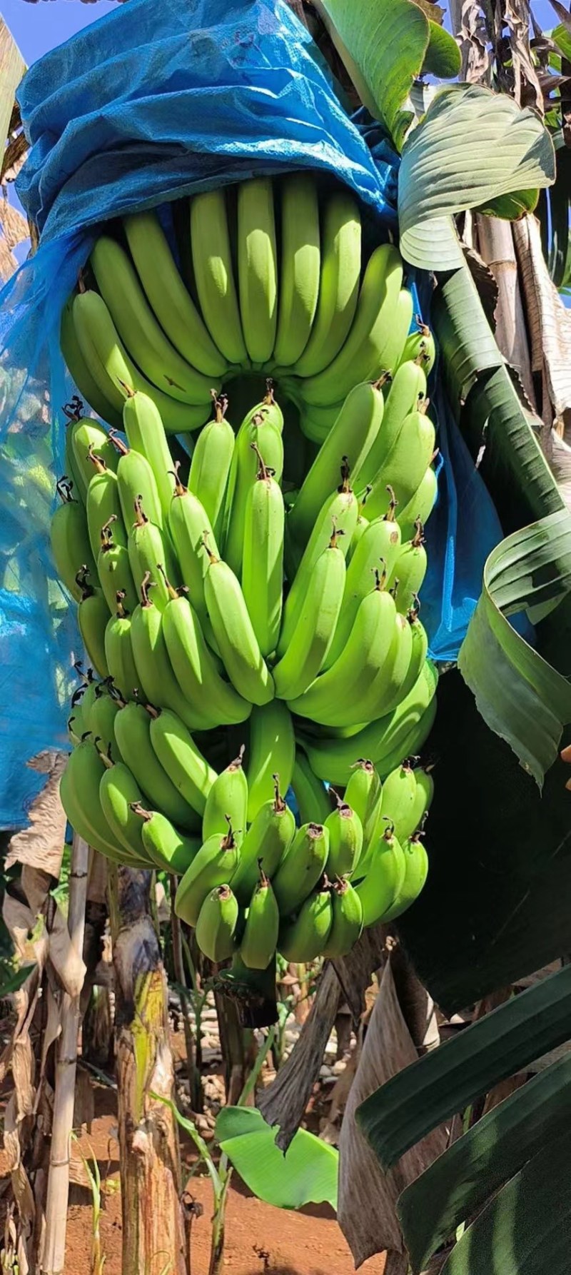 香蕉