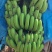 香蕉