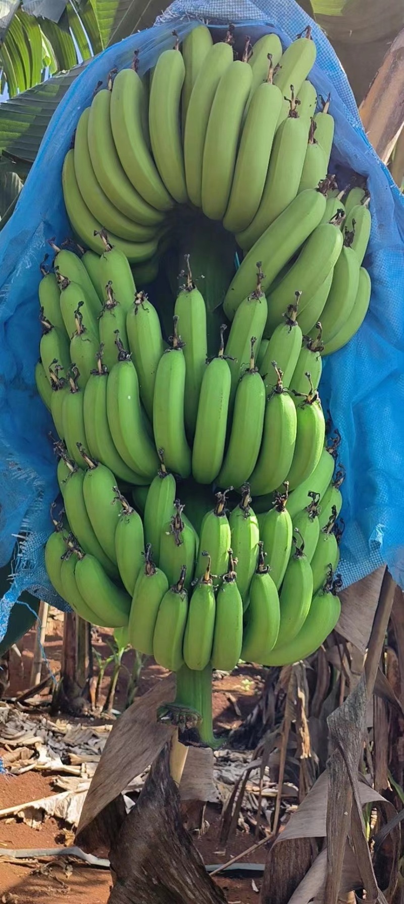 香蕉