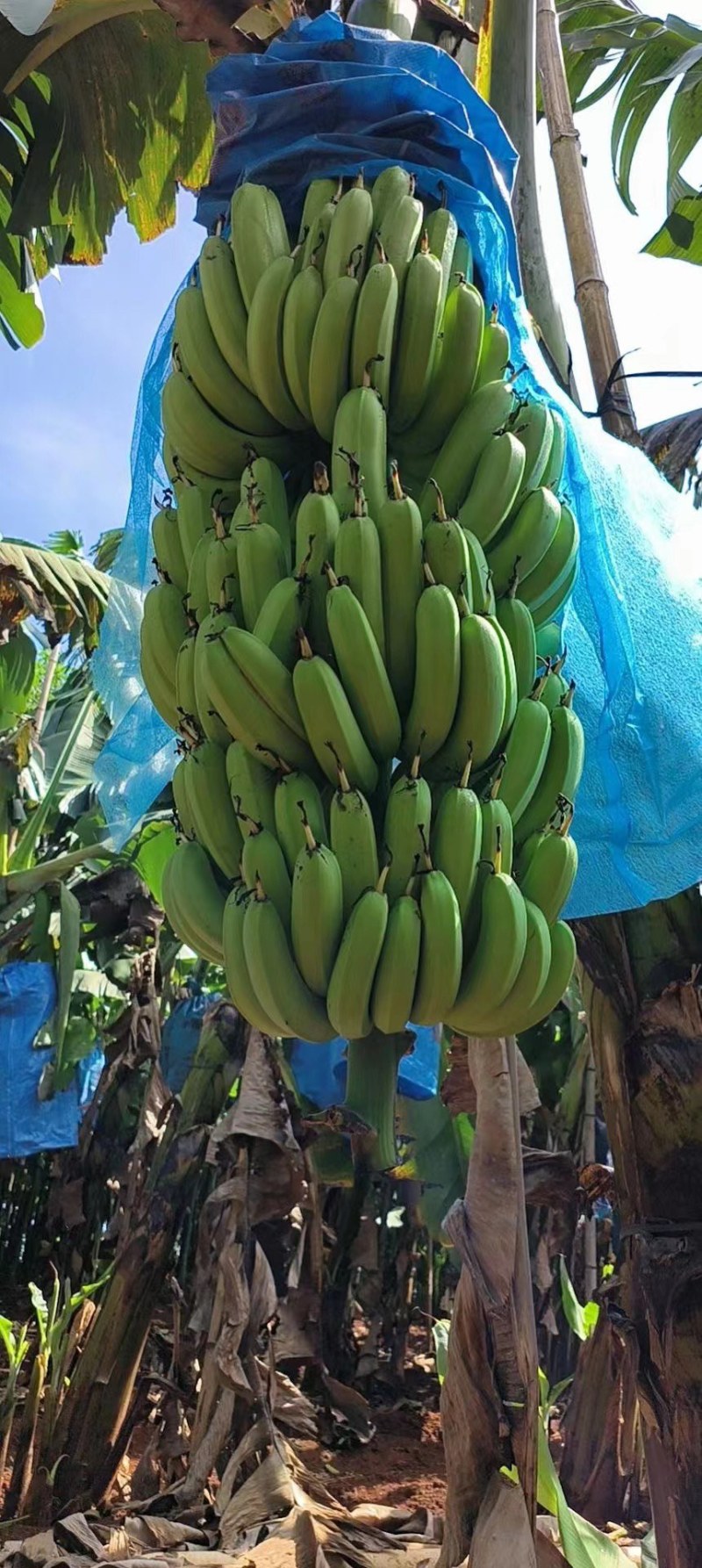 香蕉