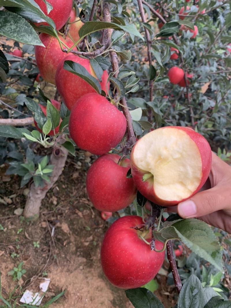 鲁丽苹果🍎、绥中优质产品，优质产地，欢迎各位光临