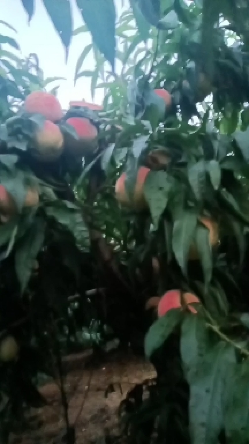 永连密挑