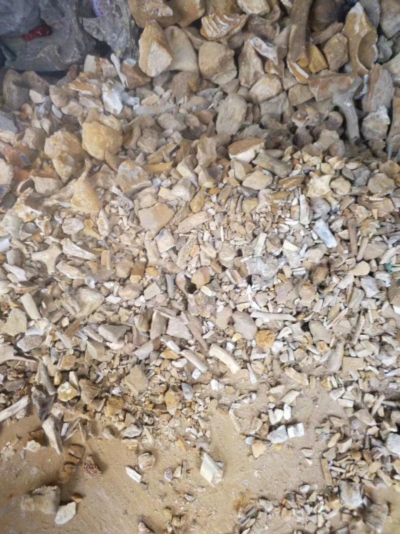 山西临猗，黄河边上沙层千年龙骨，龙牙有大小货，有完整化！