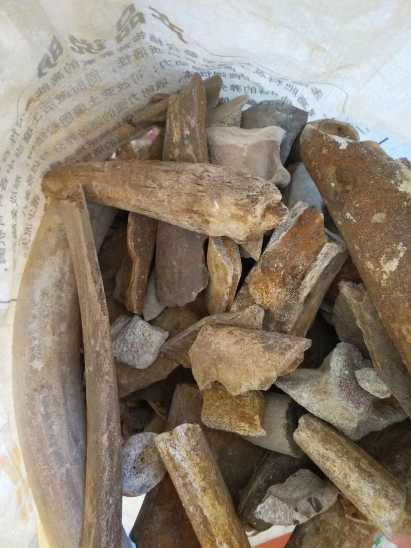 山西临猗，黄河边上沙层千年龙骨，龙牙有大小货，有完整化！