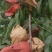 甜如蜜黄油