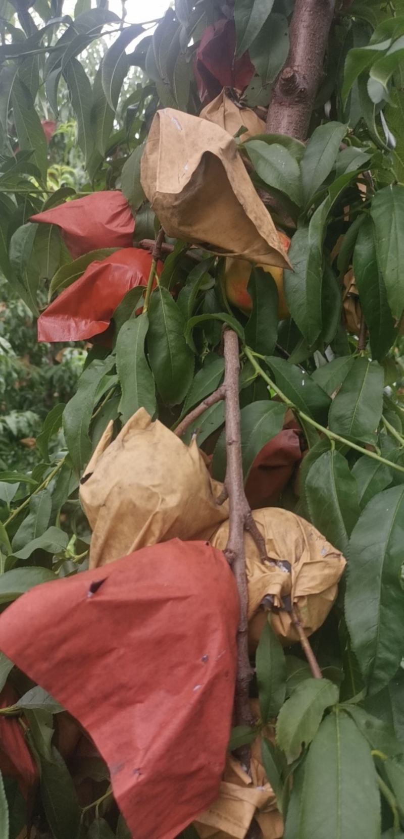甜如蜜黄油
