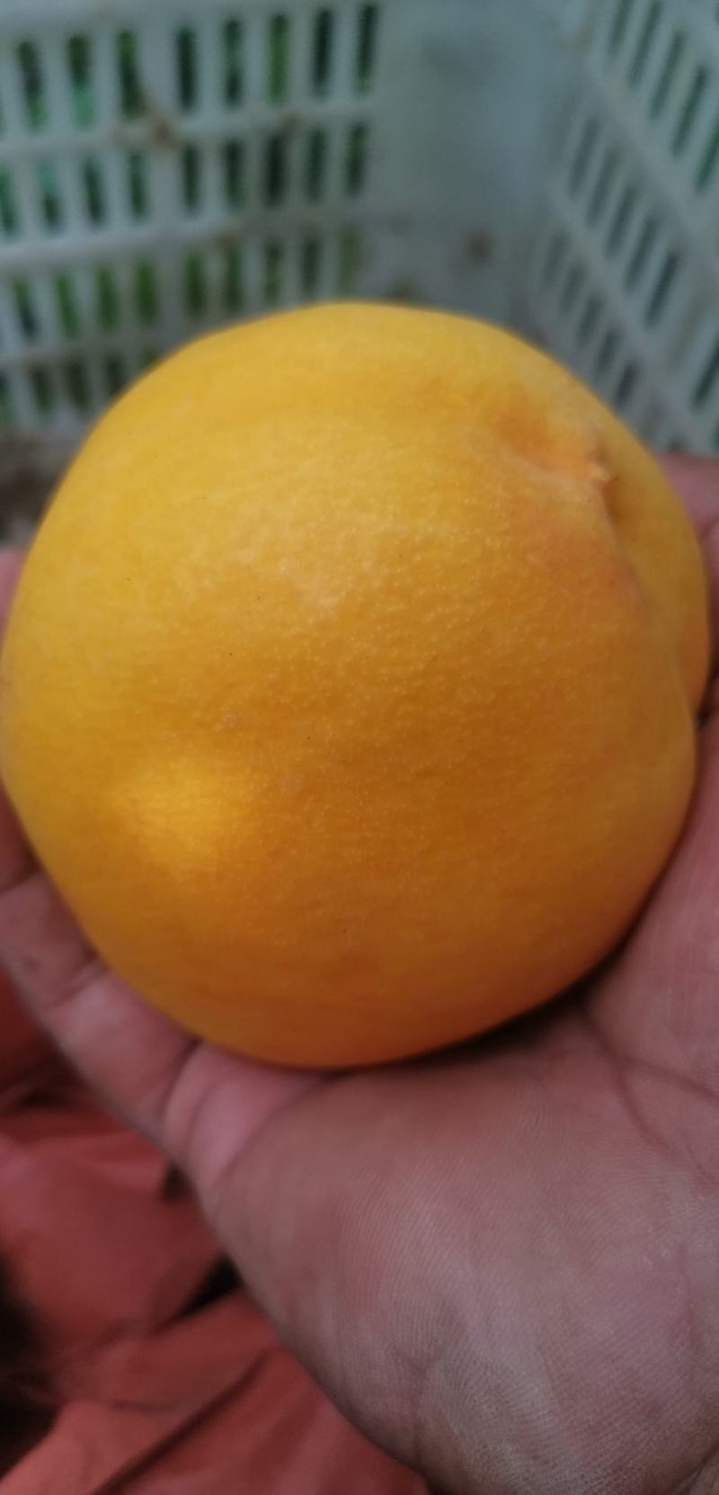 甜如蜜黄油