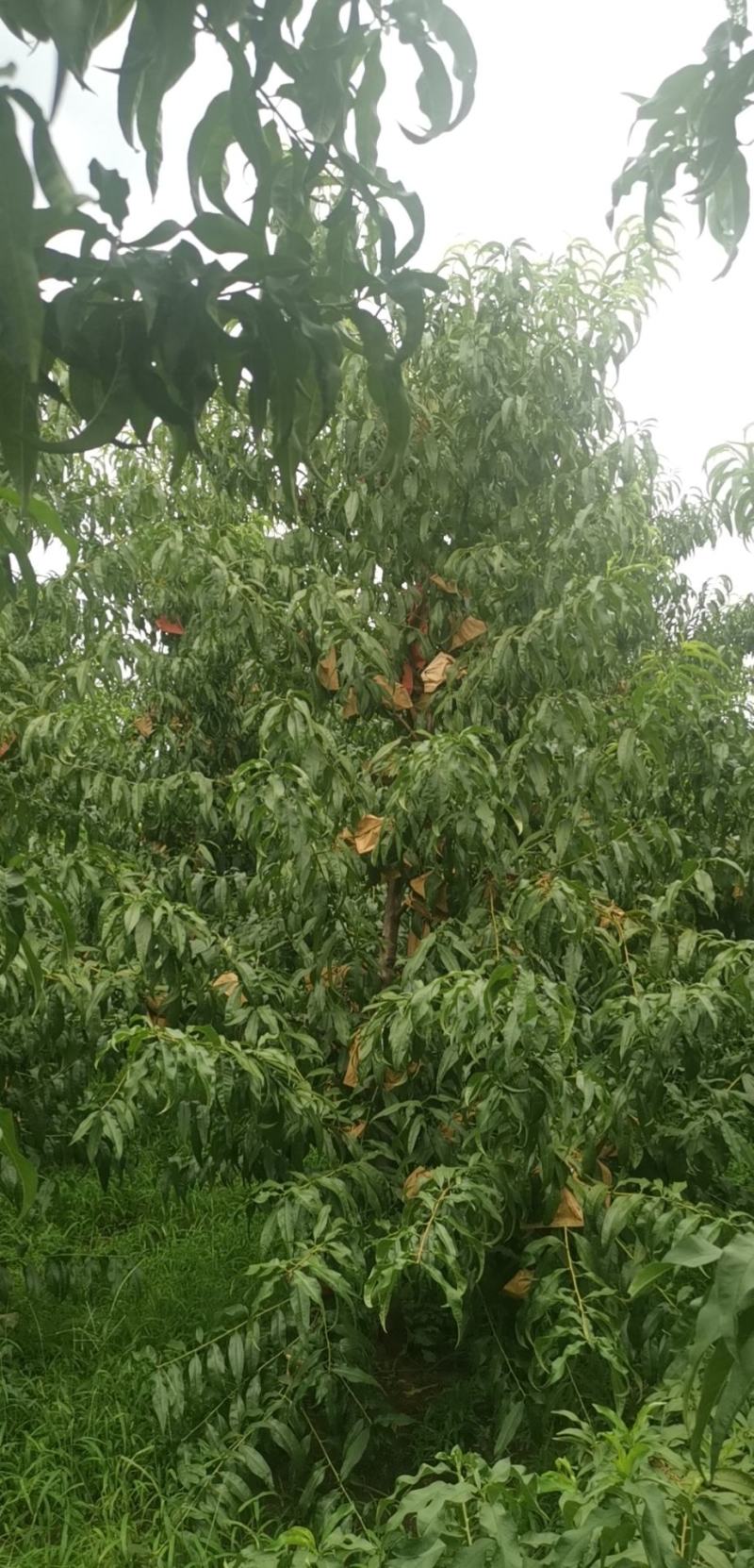 甜如蜜黄油