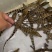 大量批发鳄鱼苗规格齐全免费传授养殖技术上门指导杂交苗