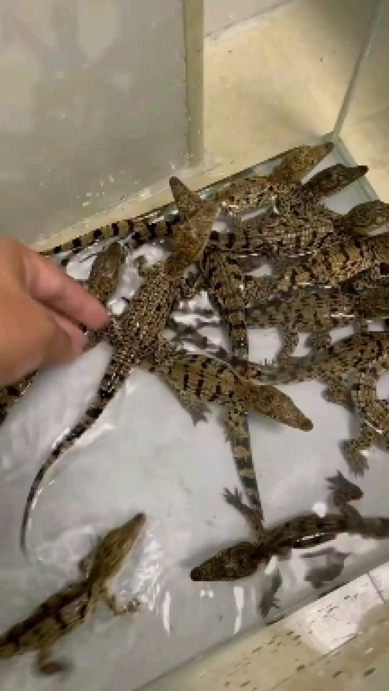 大量批发鳄鱼苗规格齐全免费传授养殖技术上门指导杂交苗