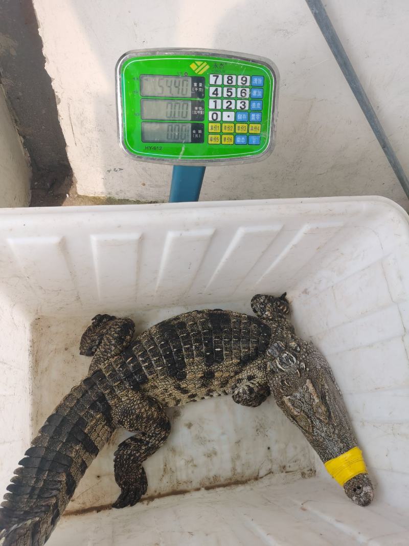 大量批发鳄鱼苗规格齐全免费传授养殖技术上门指导杂交苗